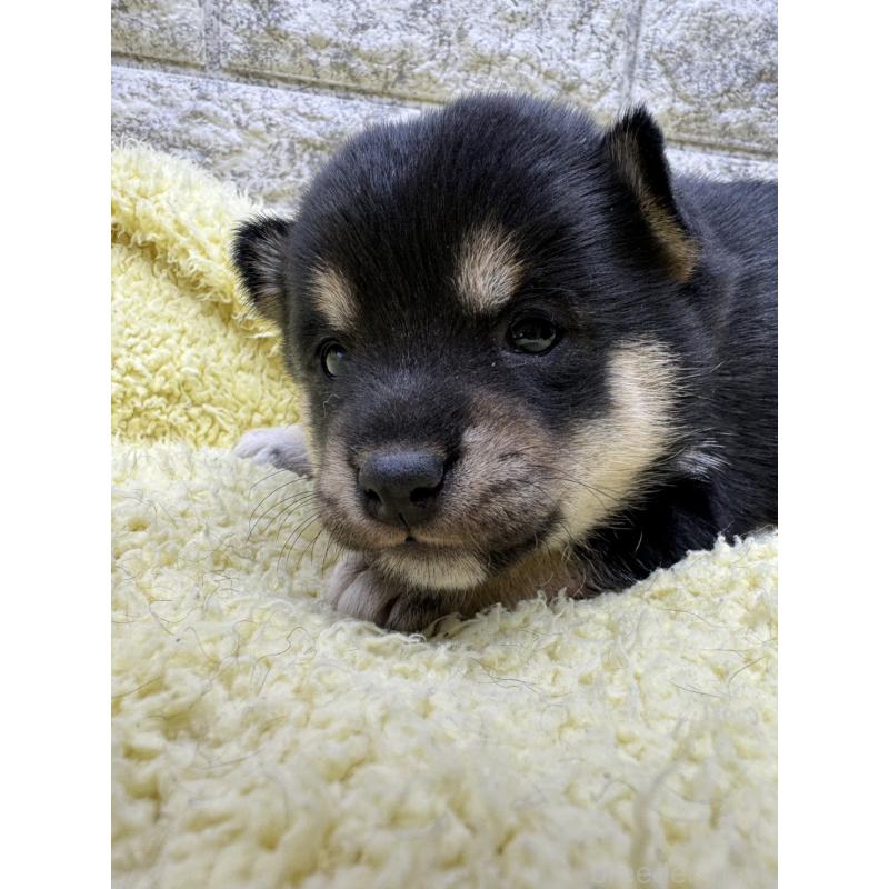 販売中の茨城県の豆柴-450270の2枚目