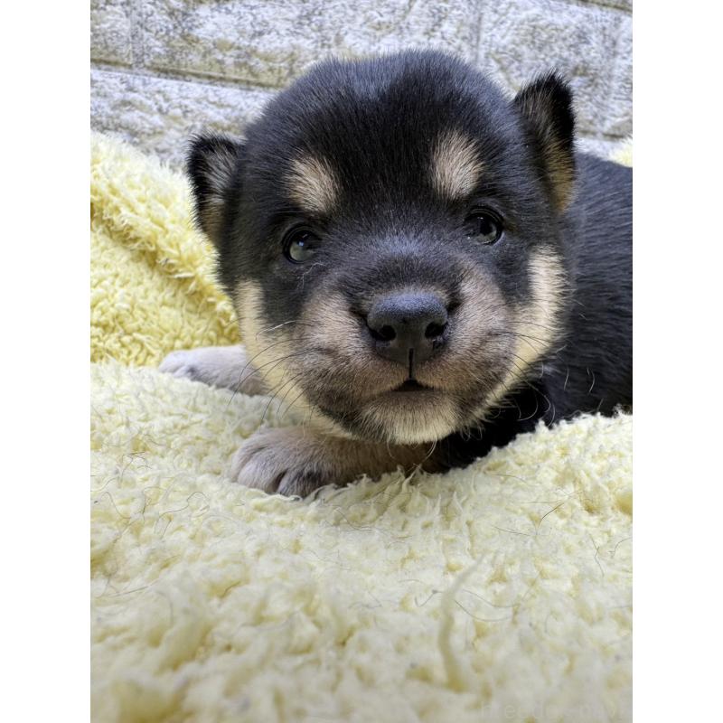 販売中の茨城県の豆柴-450270