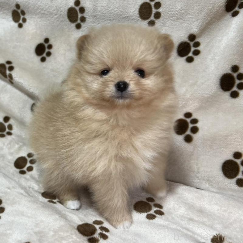 販売中の岐阜県のポメラニアン-450271の3枚目