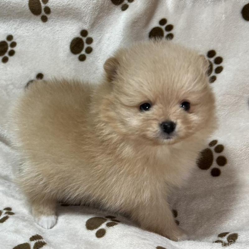 販売中の岐阜県のポメラニアン-450271