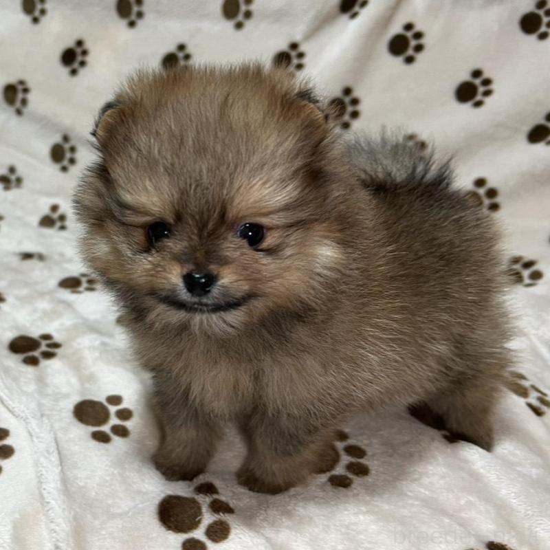 販売中の岐阜県のポメラニアン-450272