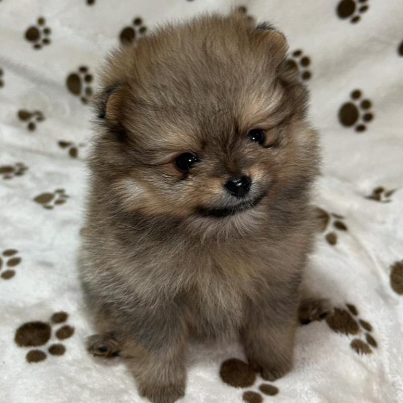 販売中の岐阜県のポメラニアン-450272の3枚目