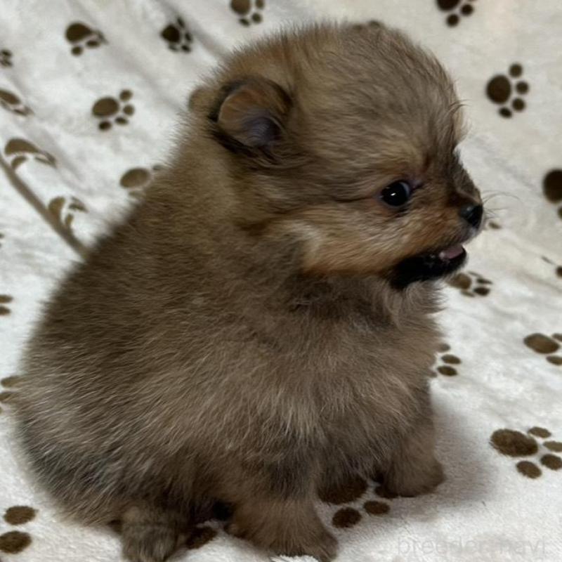 販売中の岐阜県のポメラニアン-450272の2枚目