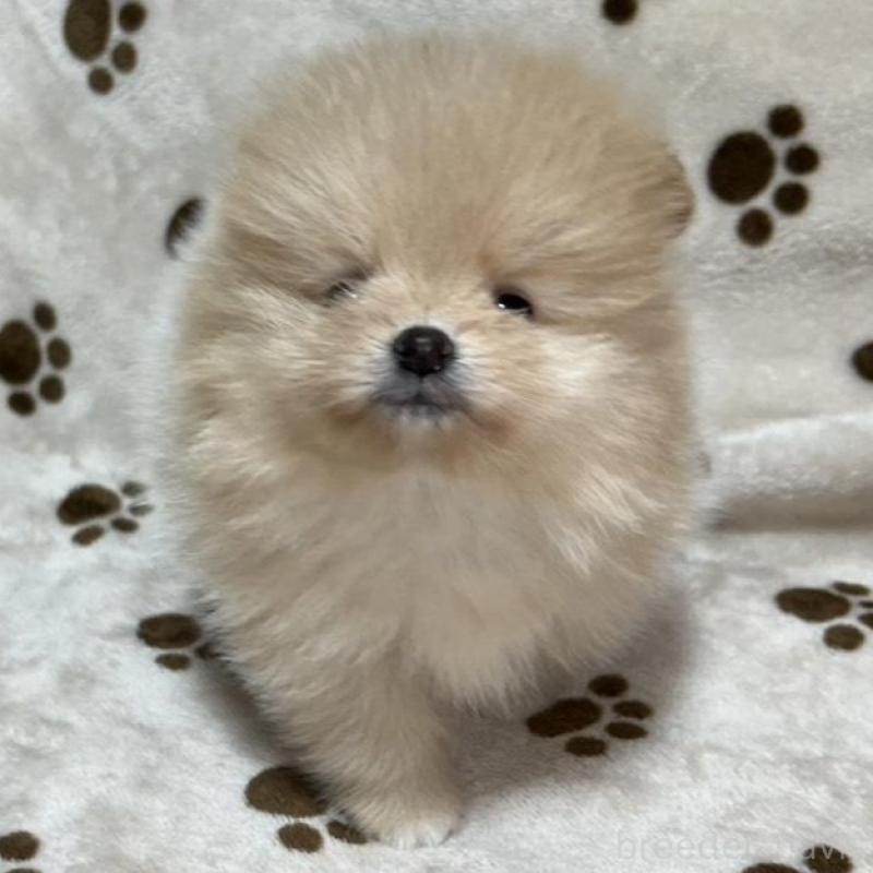 販売中の岐阜県のポメラニアン-450273の3枚目