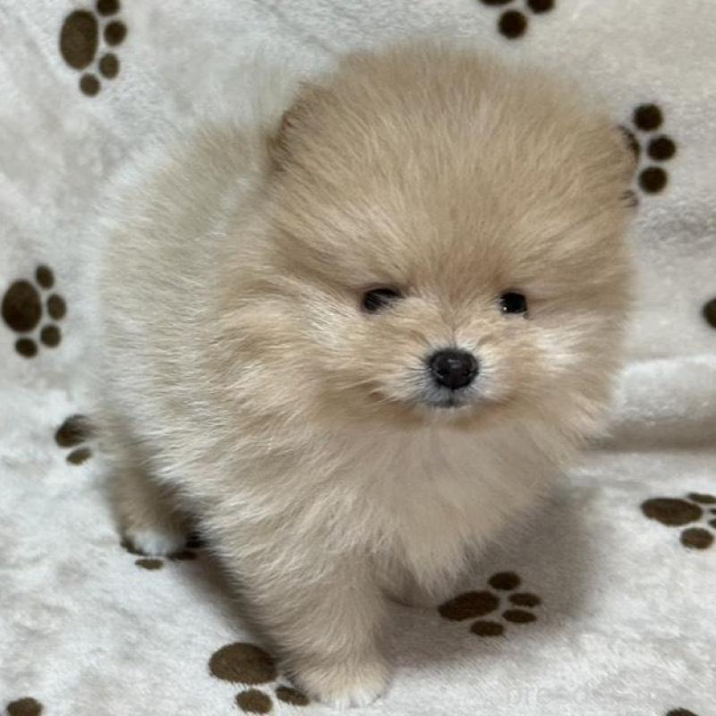 販売中の岐阜県のポメラニアン-450273の1枚目