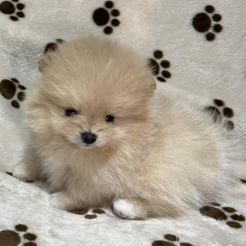 販売中の岐阜県のポメラニアン-450273の2枚目