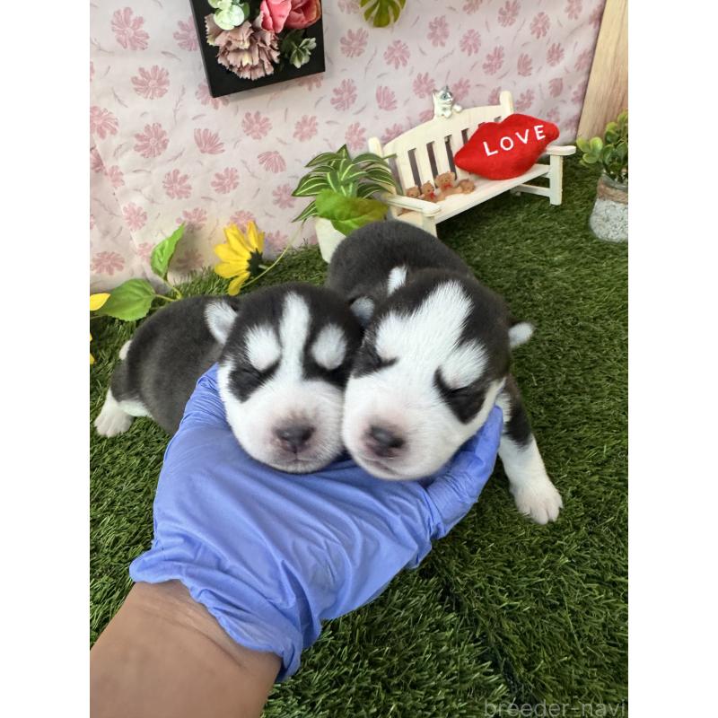 販売中の静岡県のシベリアンハスキー-450279の4枚目