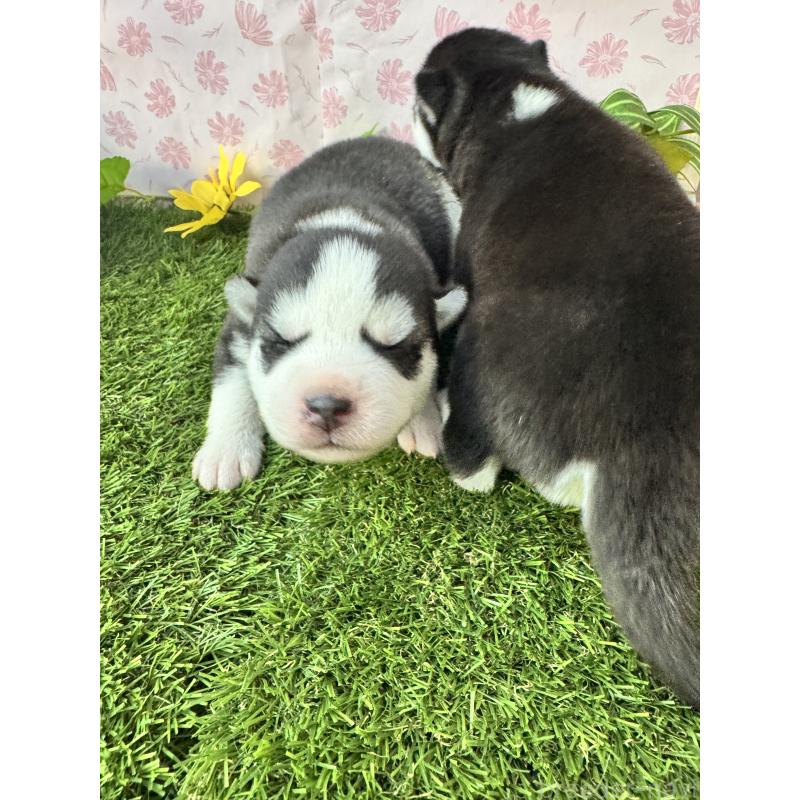 販売中の静岡県のシベリアンハスキー-450279の3枚目