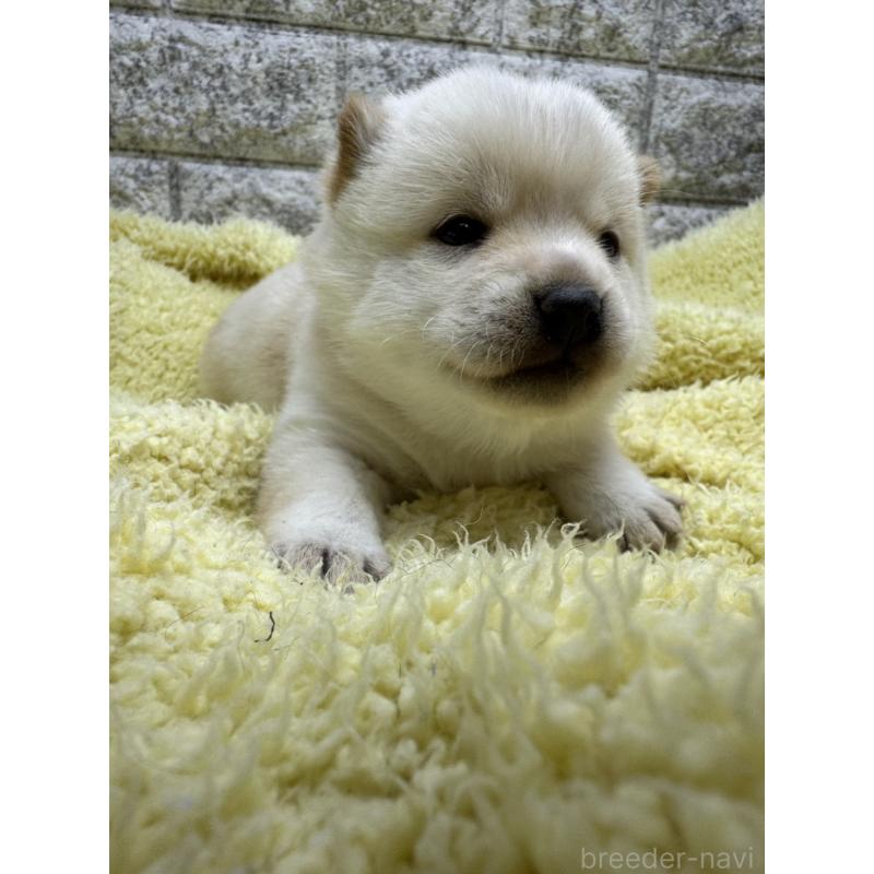 販売中の茨城県の豆柴-450274の5枚目