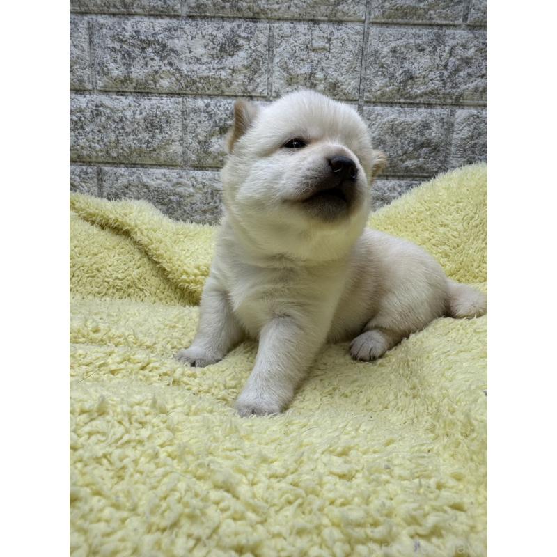 販売中の茨城県の豆柴-450274の4枚目