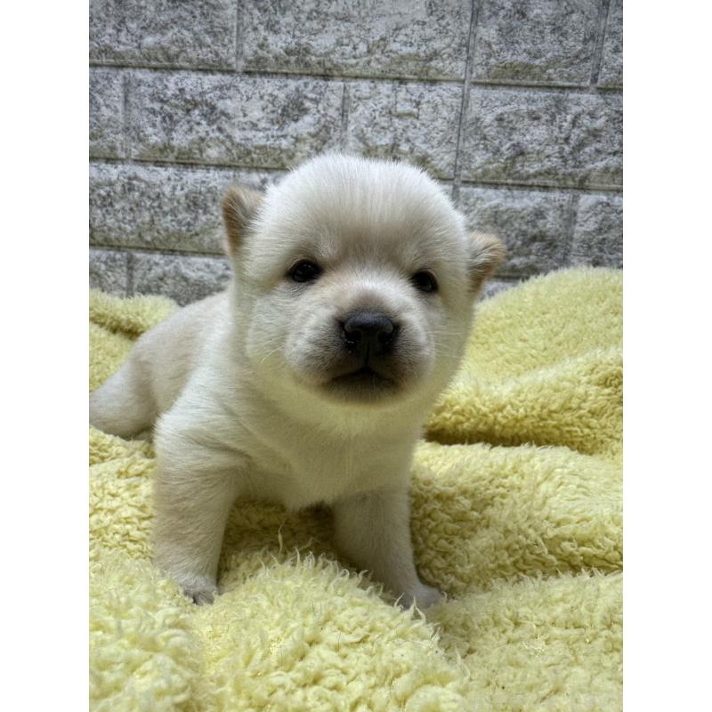 販売中の茨城県の豆柴-450274の3枚目