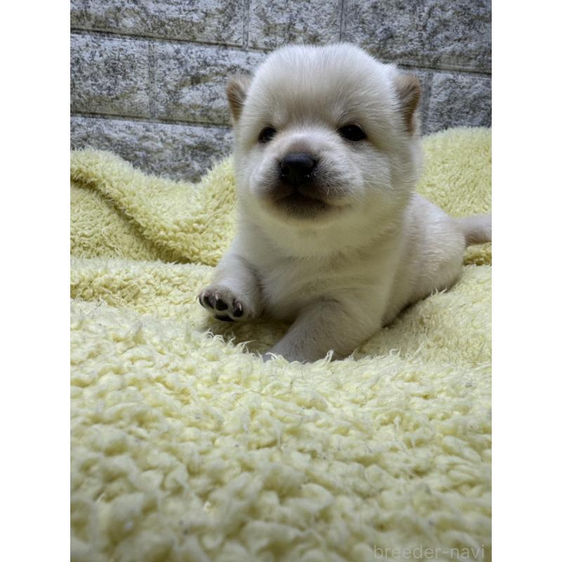 販売中の茨城県の豆柴-450274の2枚目