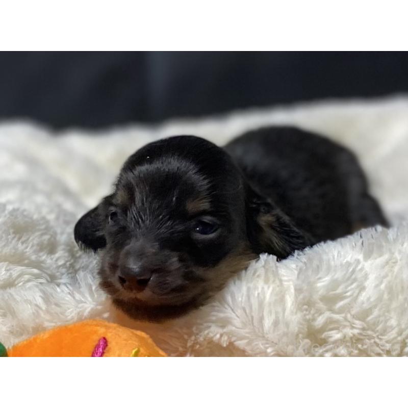販売中の岐阜県のミニチュアダックスフンド(ロングヘアード)-450275の6枚目