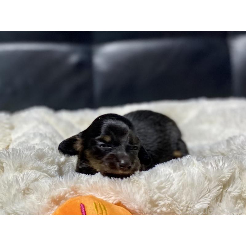 販売中の岐阜県のミニチュアダックスフンド(ロングヘアード)-450275の5枚目