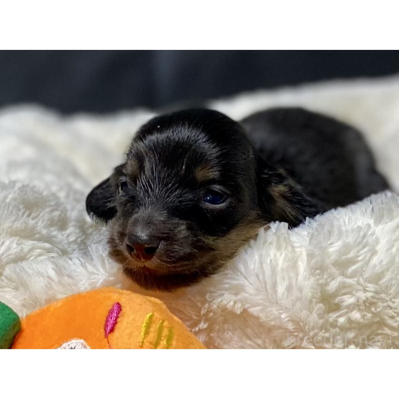 販売中の岐阜県のミニチュアダックスフンド(ロングヘアード)-450275の3枚目