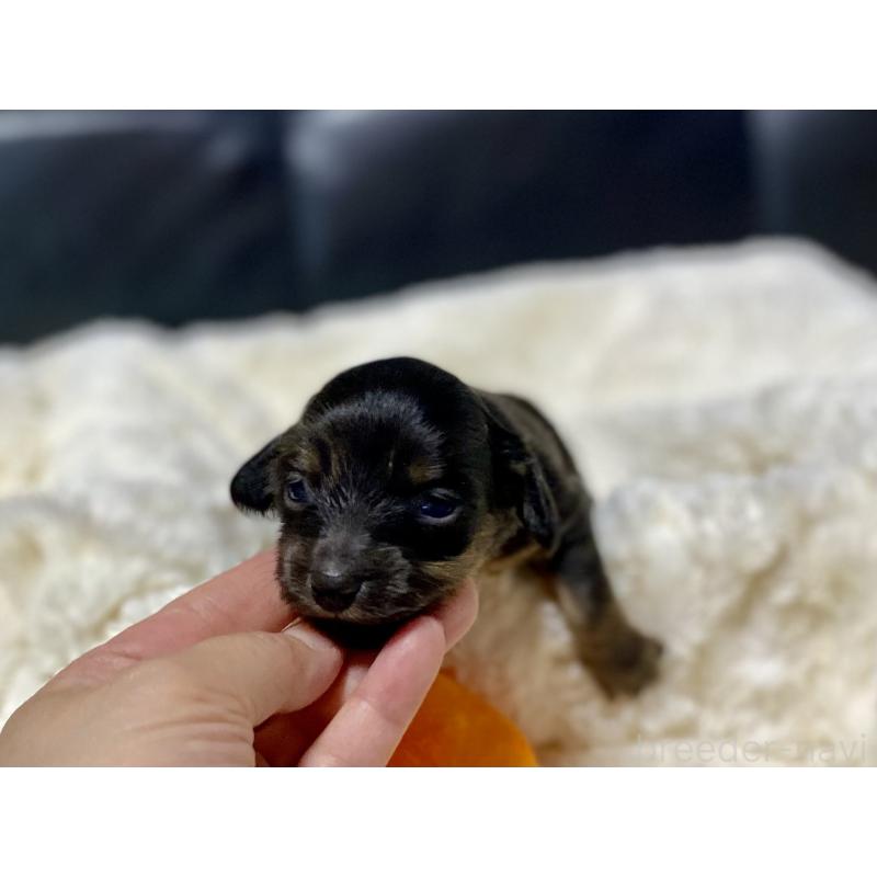 販売中の岐阜県のミニチュアダックスフンド(ロングヘアード)-450275の2枚目