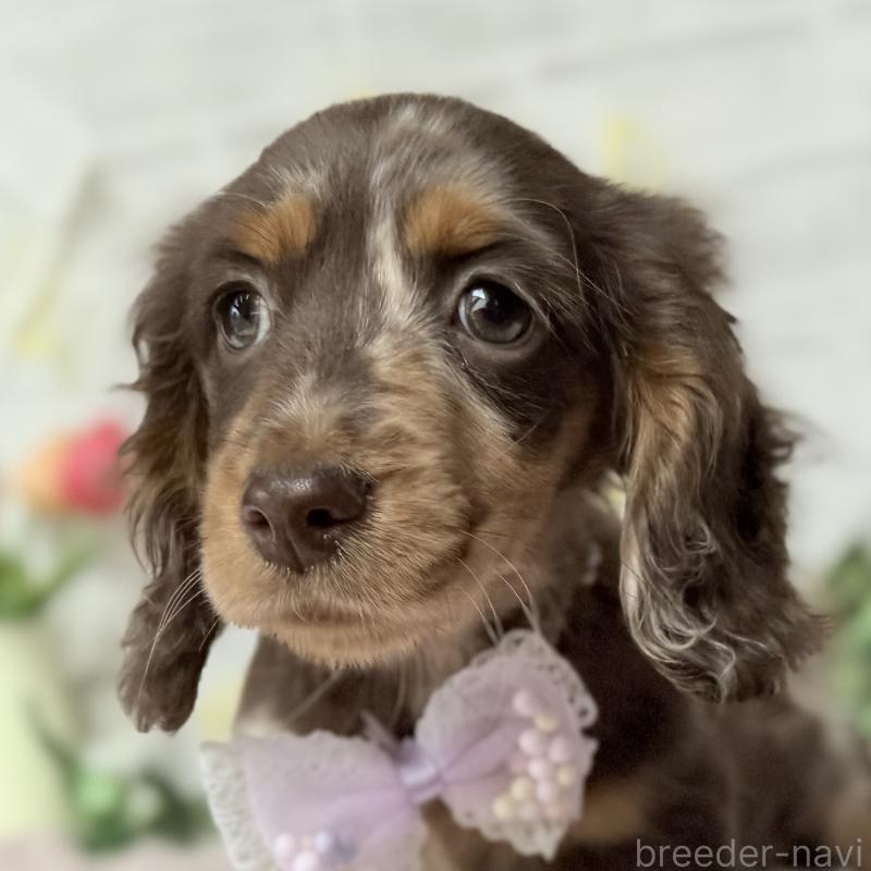 販売中の埼玉県のミニチュアダックスフンド(ロングヘアード)-450276の1枚目