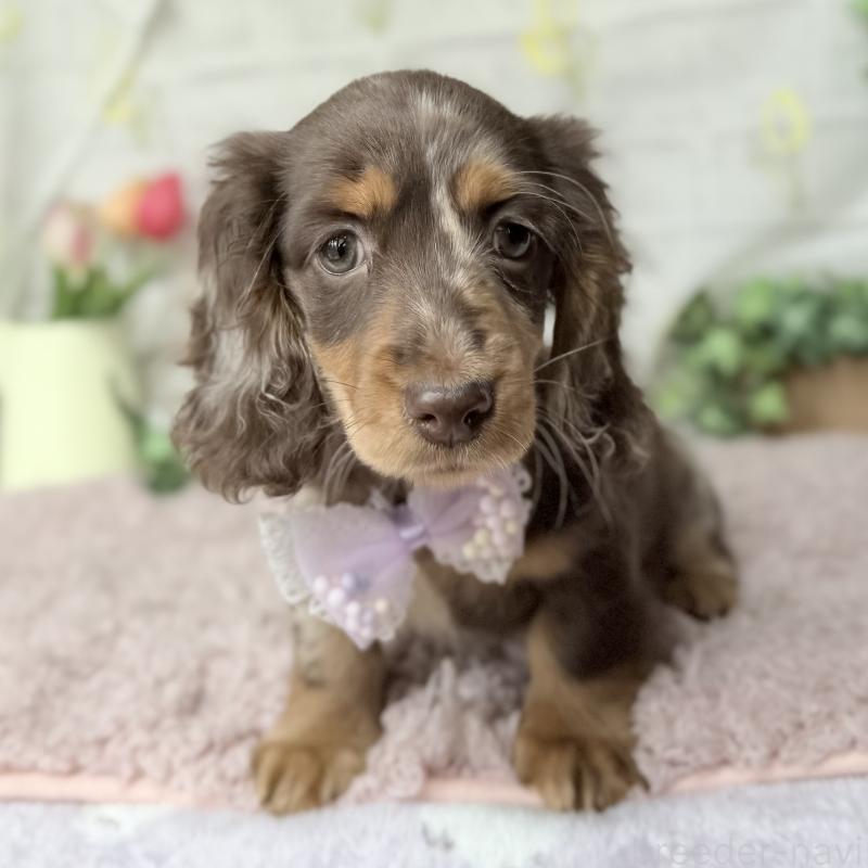 販売中の埼玉県のミニチュアダックスフンド(ロングヘアード)-450276の14枚目