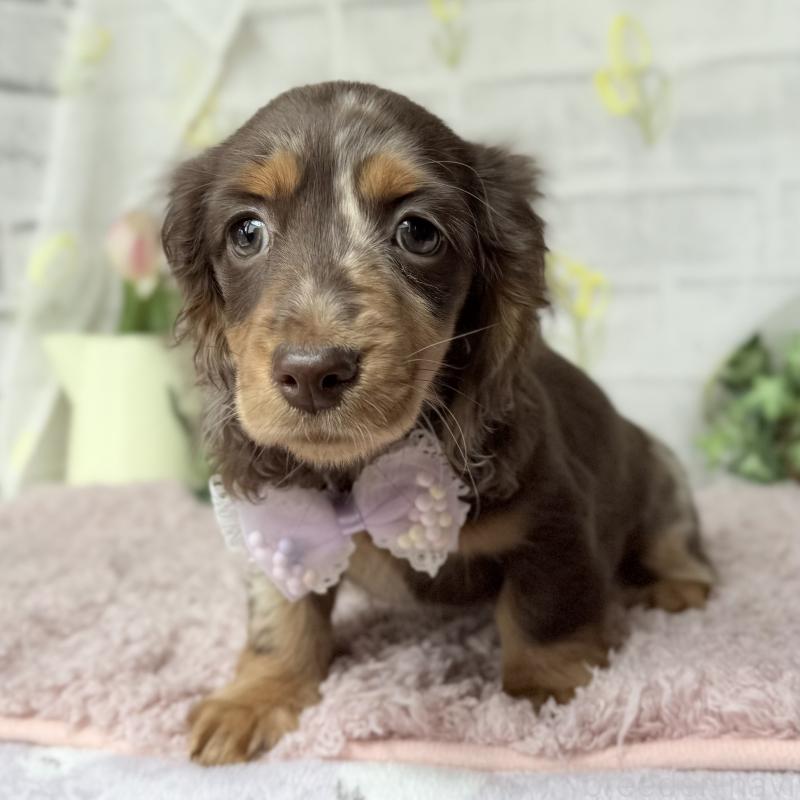 販売中の埼玉県のミニチュアダックスフンド(ロングヘアード)-450276の13枚目