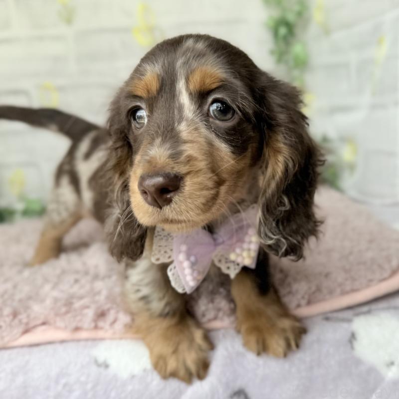 販売中の埼玉県のミニチュアダックスフンド(ロングヘアード)-450276の12枚目