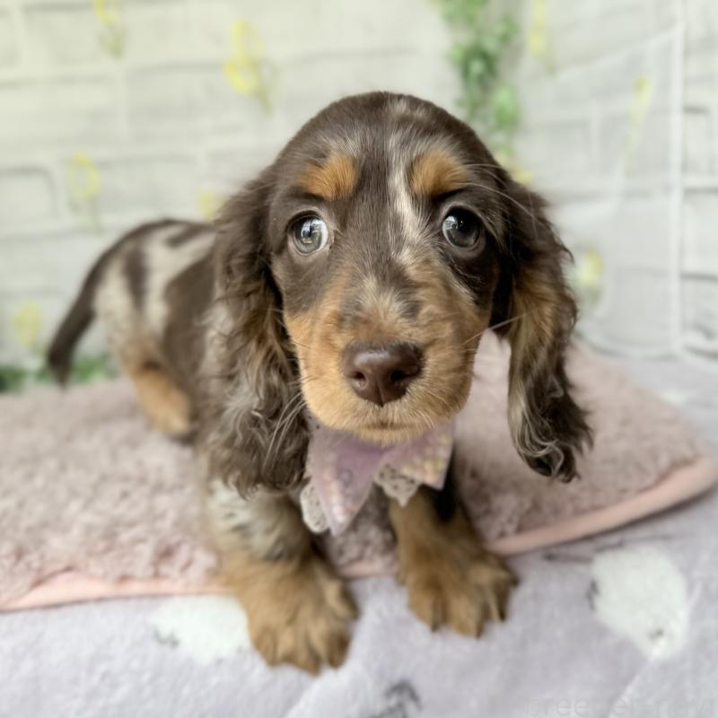 販売中の埼玉県のミニチュアダックスフンド(ロングヘアード)-450276の11枚目