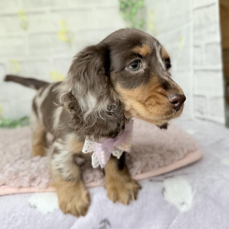 販売中の埼玉県のミニチュアダックスフンド(ロングヘアード)-450276の10枚目