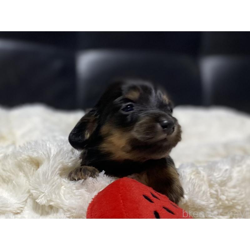 販売中の岐阜県のミニチュアダックスフンド(ロングヘアード)-450278の6枚目