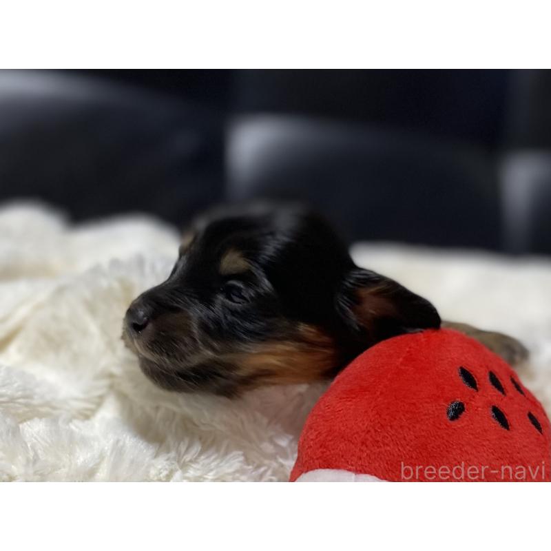 販売中の岐阜県のミニチュアダックスフンド(ロングヘアード)-450278の5枚目