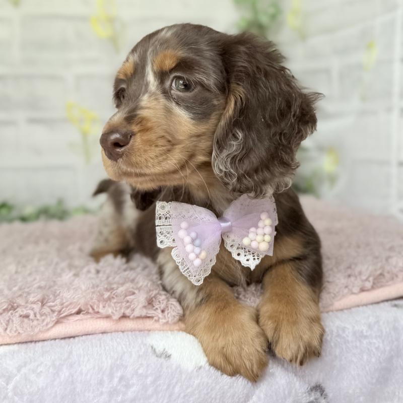 販売中の埼玉県のミニチュアダックスフンド(ロングヘアード)-450276の9枚目