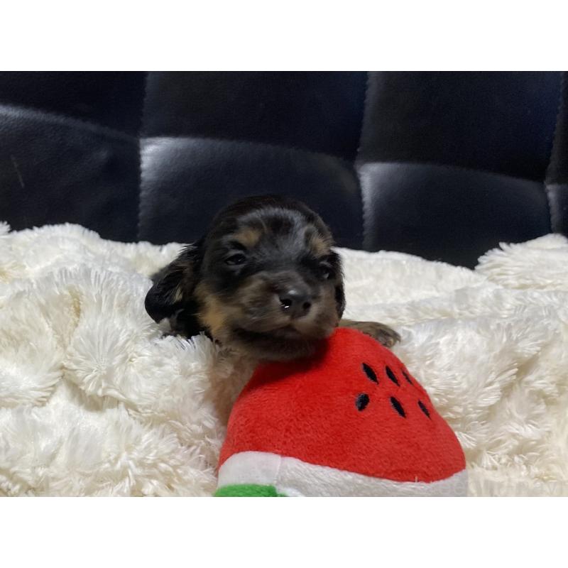 販売中の岐阜県のミニチュアダックスフンド(ロングヘアード)-450278の4枚目