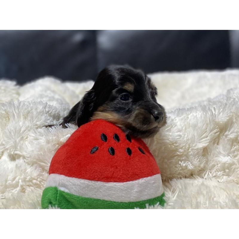 販売中の岐阜県のミニチュアダックスフンド(ロングヘアード)-450278の3枚目