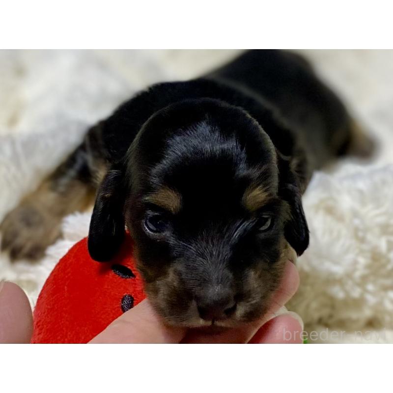 販売中の岐阜県のミニチュアダックスフンド(ロングヘアード)-450278の2枚目