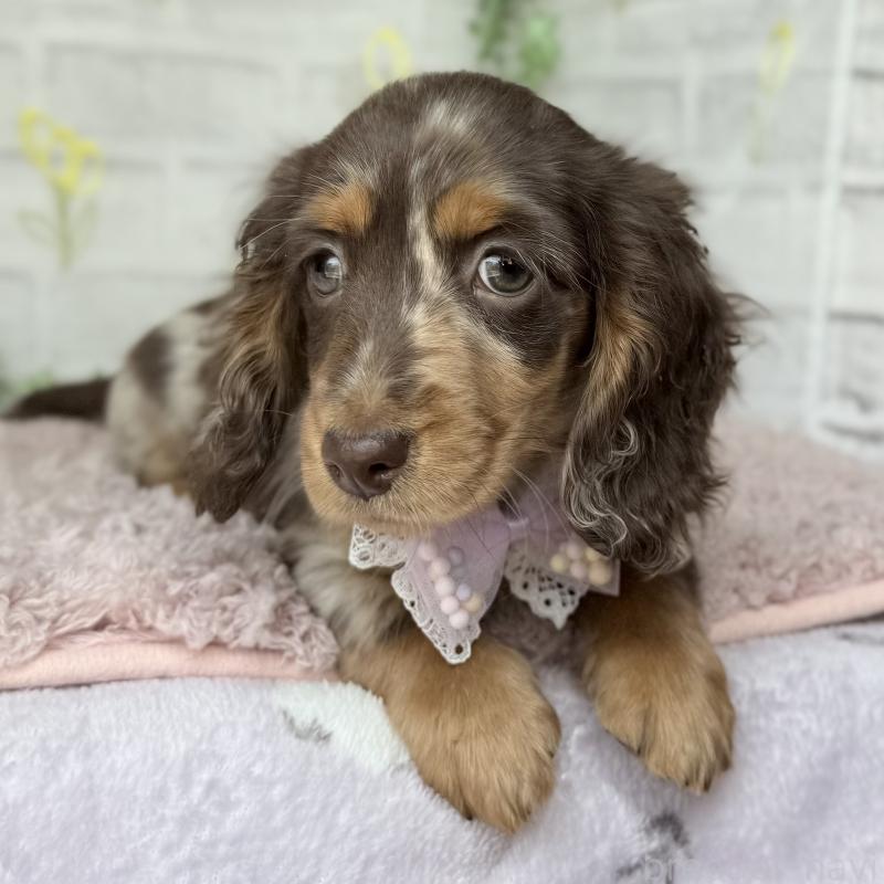 販売中の埼玉県のミニチュアダックスフンド(ロングヘアード)-450276の8枚目