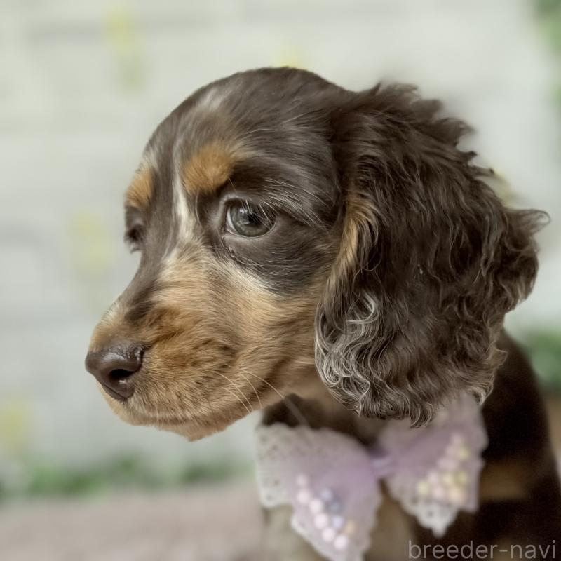 販売中の埼玉県のミニチュアダックスフンド(ロングヘアード)-450276の7枚目