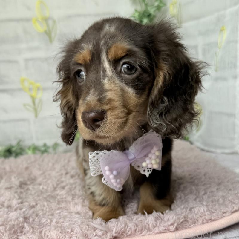 販売中の埼玉県のミニチュアダックスフンド(ロングヘアード)-450276の6枚目