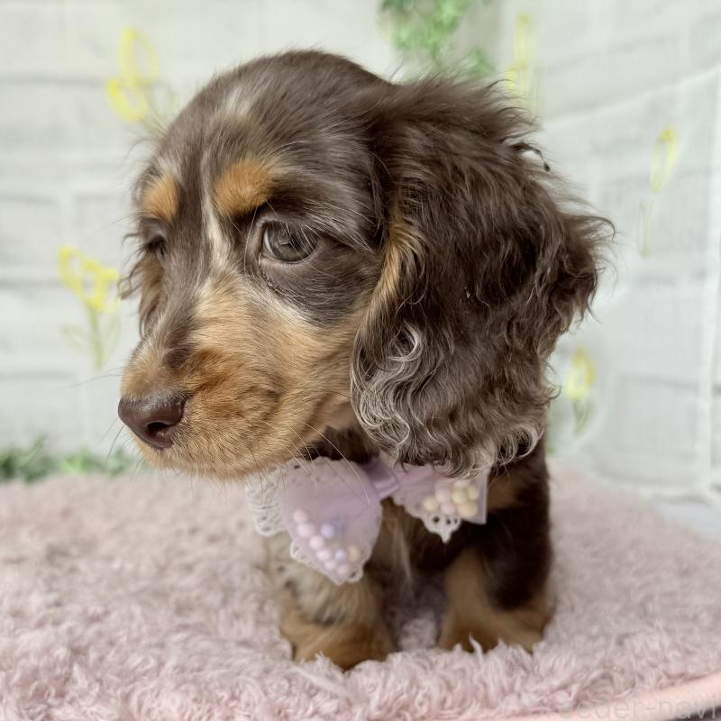 販売中の埼玉県のミニチュアダックスフンド(ロングヘアード)-450276の5枚目