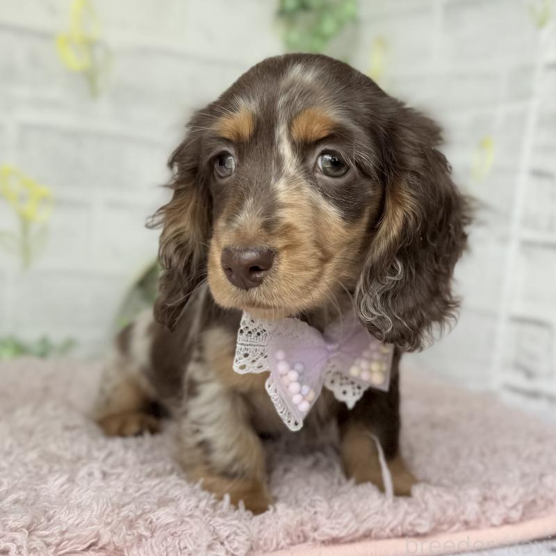 販売中の埼玉県のミニチュアダックスフンド(ロングヘアード)-450276の4枚目