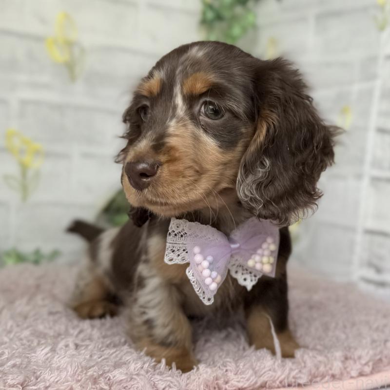 販売中の埼玉県のミニチュアダックスフンド(ロングヘアード)-450276の3枚目