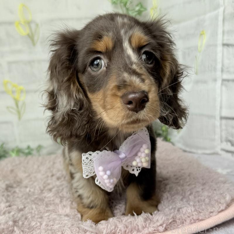 販売中の埼玉県のミニチュアダックスフンド(ロングヘアード)-450276の2枚目