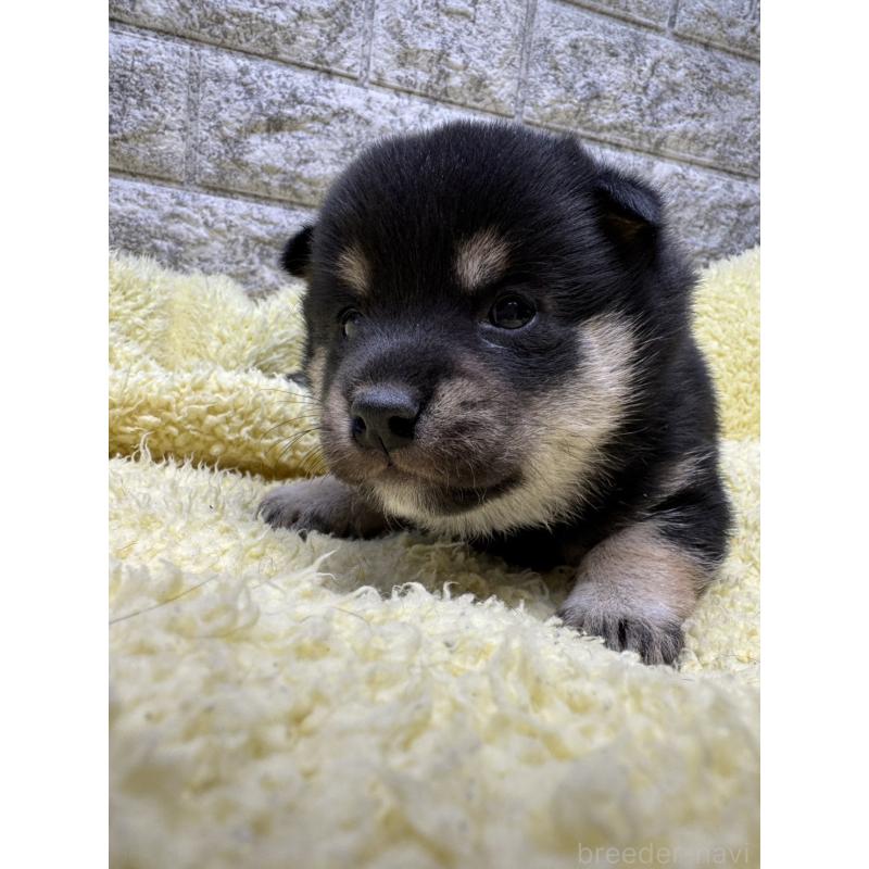 販売中の茨城県の豆柴-450277の5枚目