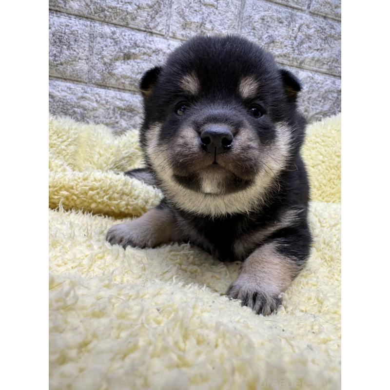 販売中の茨城県の豆柴-450277の4枚目