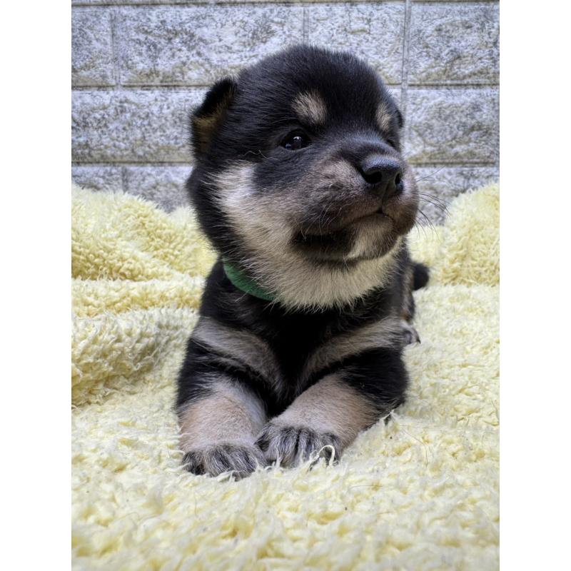 販売中の茨城県の豆柴-450277の3枚目