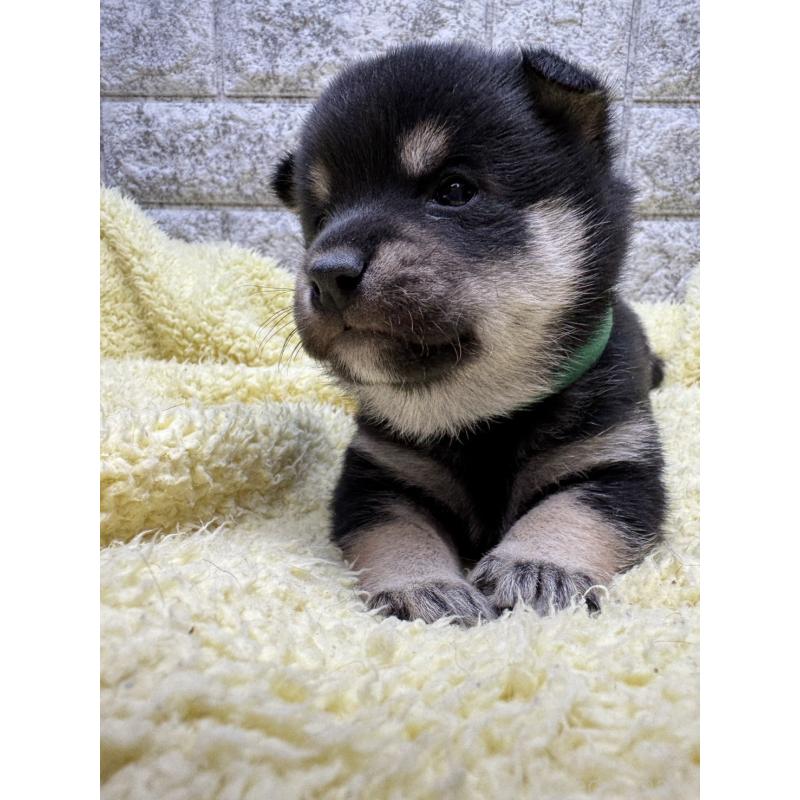 販売中の茨城県の豆柴-450277の2枚目