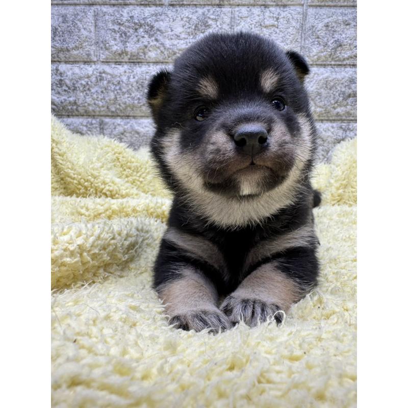 販売中の茨城県の豆柴-450277