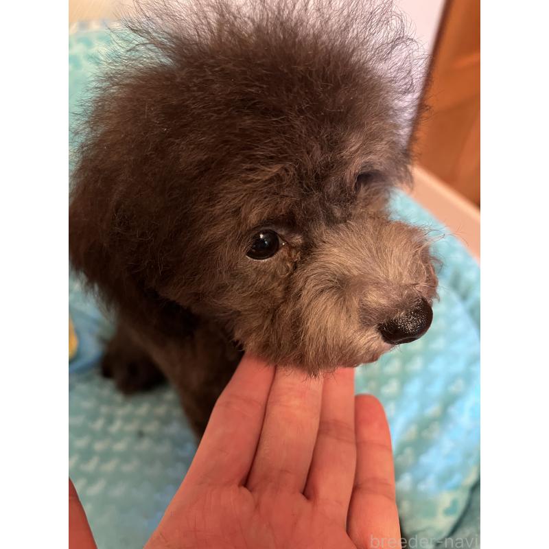 販売中の福岡県のトイプードル-431309の4枚目