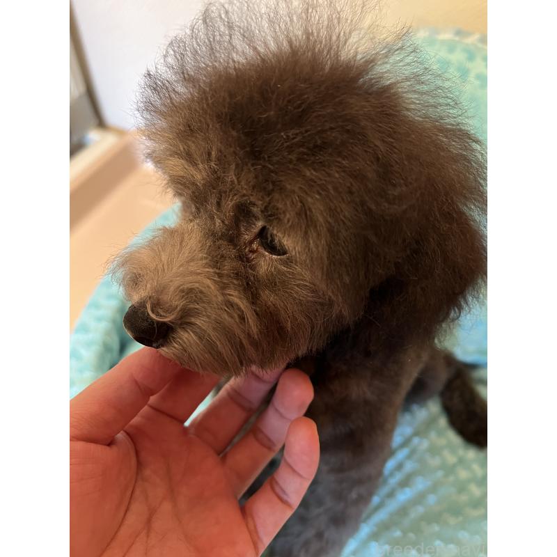 販売中の福岡県のトイプードル-431309の3枚目