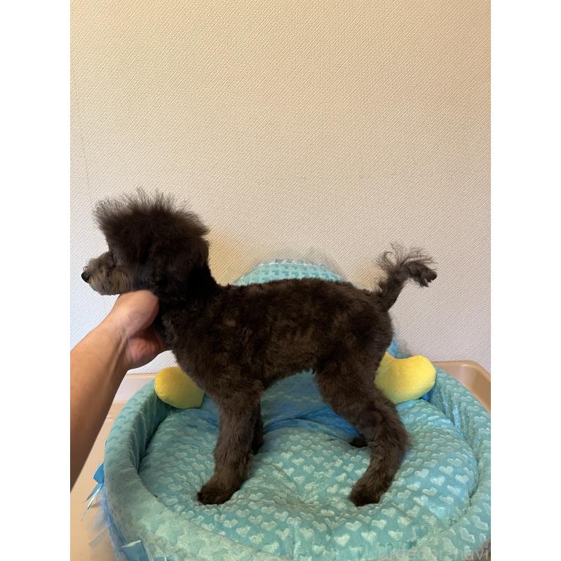 販売中の福岡県のトイプードル-431309の2枚目