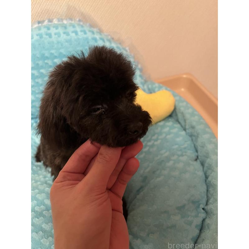 販売中の福岡県のトイプードル-431308の5枚目