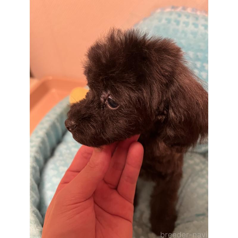 販売中の福岡県のトイプードル-431308の4枚目