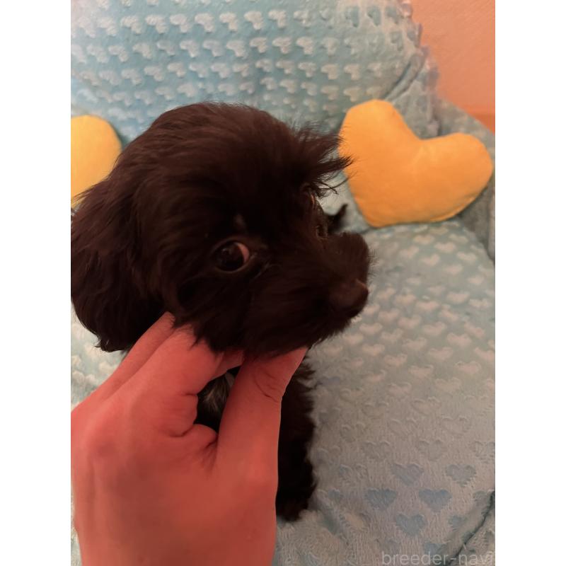 販売中の福岡県のダップー:ミニチュアダックスフンド×トイプードル-438166の4枚目